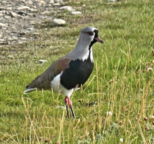 Southern Lapwing