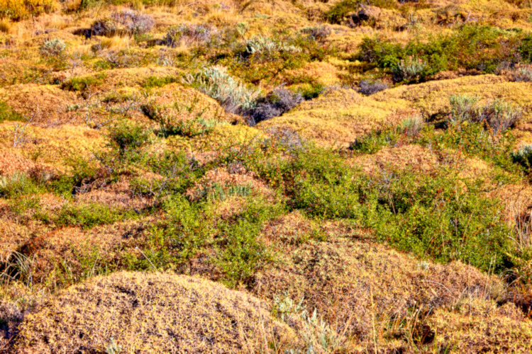 Flora, Torres del Paine National Park, Chile