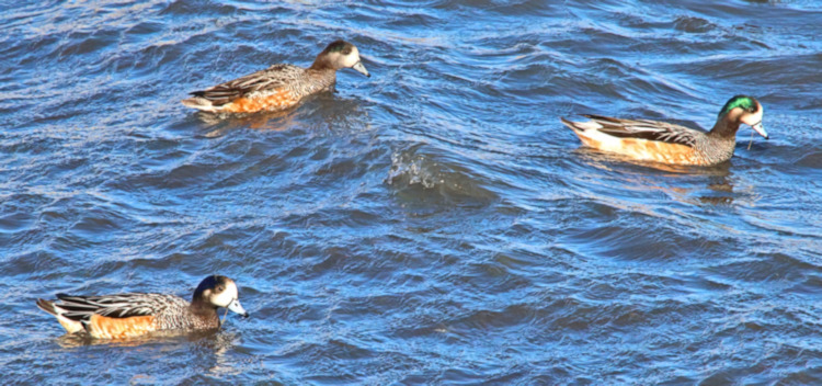 Torres del Paine National Park_Chiloe Widgeon Mareca sibilatrix_2 Immature & 1 male