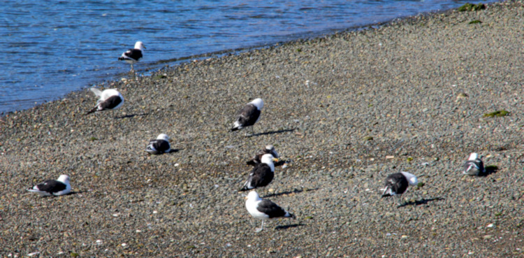 Kelp Gulls, Chonchi waterfront, Chile