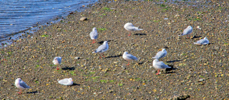 Black-headed Gulls, Chonchi waterfront, Chile