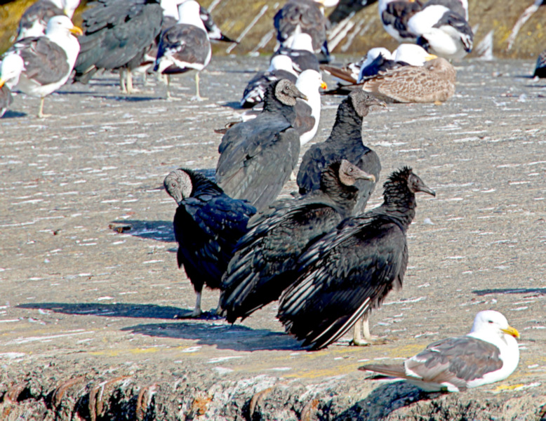 Castro Harbour - Black Vultures and Kelp Gulls