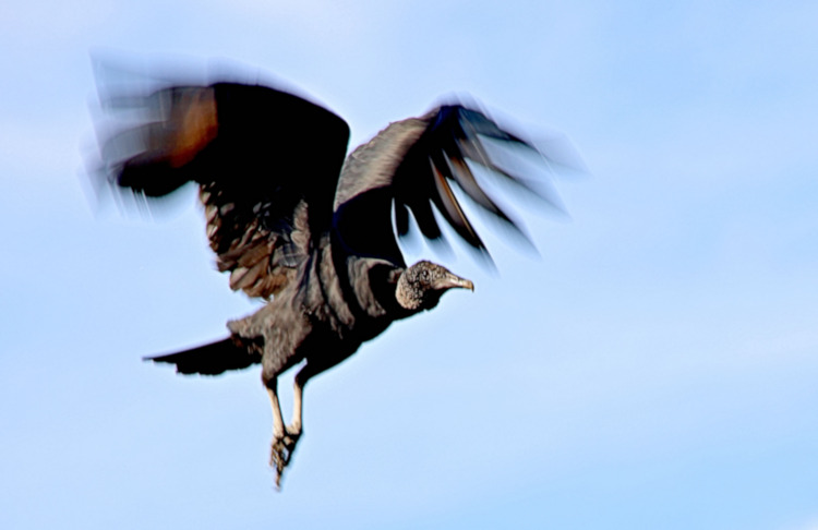 Castro Harbour - Black Vulture