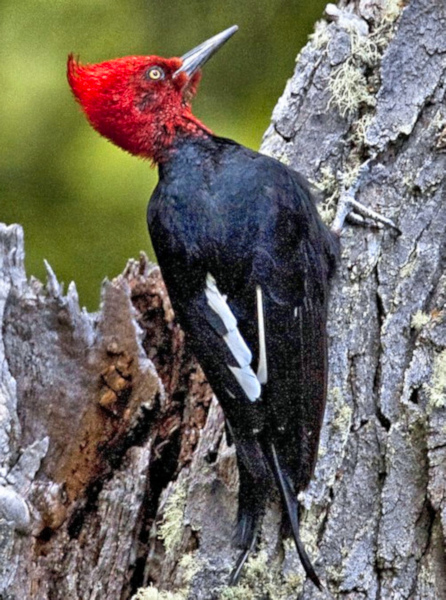Magellanic Woodpecker 