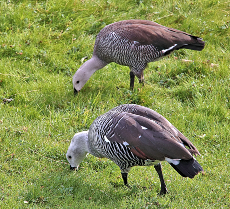 Upland Geese