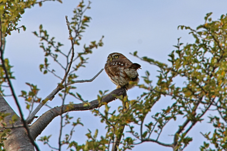 Austral Pigmy-Owl