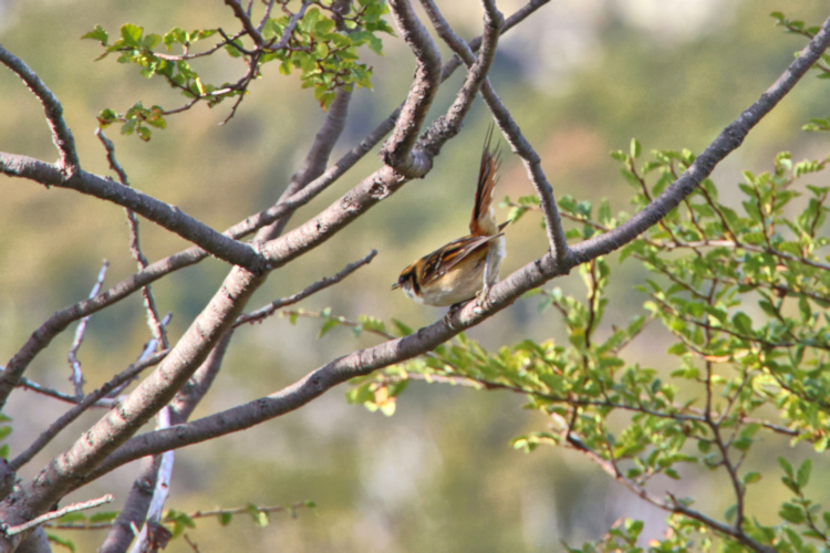 Thorn-tailed Rayadito