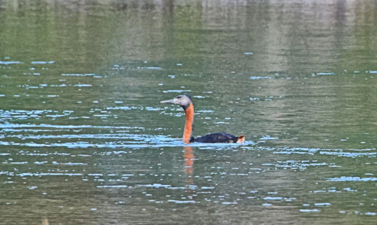 Great Grebe