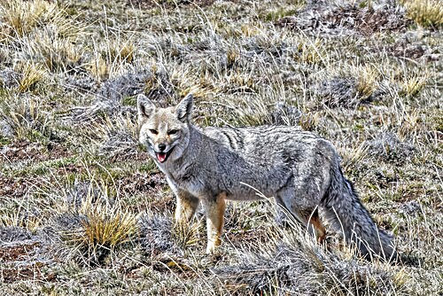 South American Grey Fox