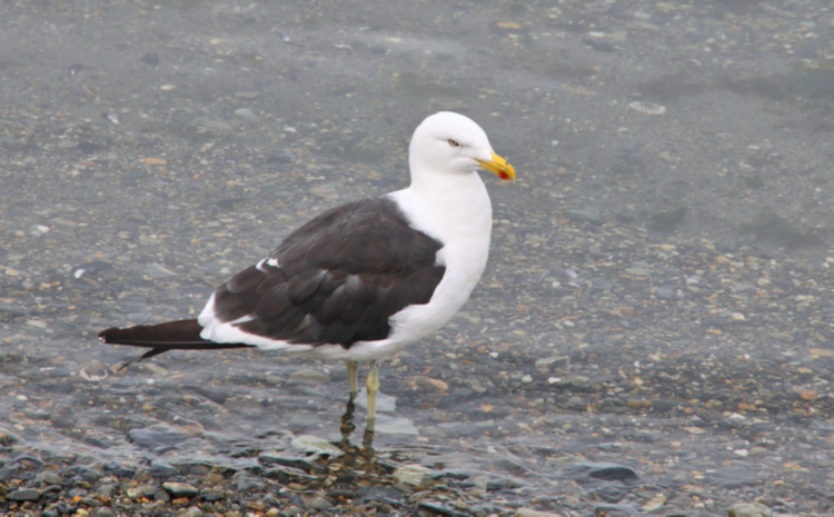 Ushuaia - Kelp Gull
