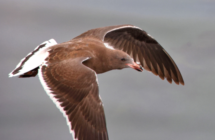 Ushuaia - Dolphin Gull